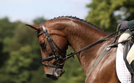 Horse headshot - Brookhurst Risk Solutions