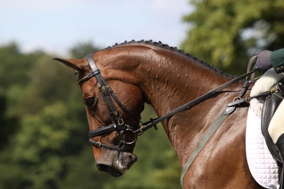 Horse Insurance