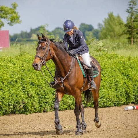 Horse Insurance - Brookhurst Risk Solutions